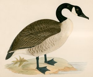 Canada Goose